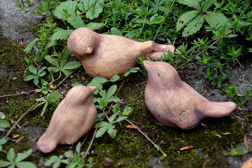 Ptačí rodinka měděná-rezervace — foto 2