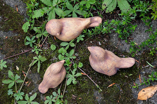 Ptačí rodinka měděná-rezervace — foto 3