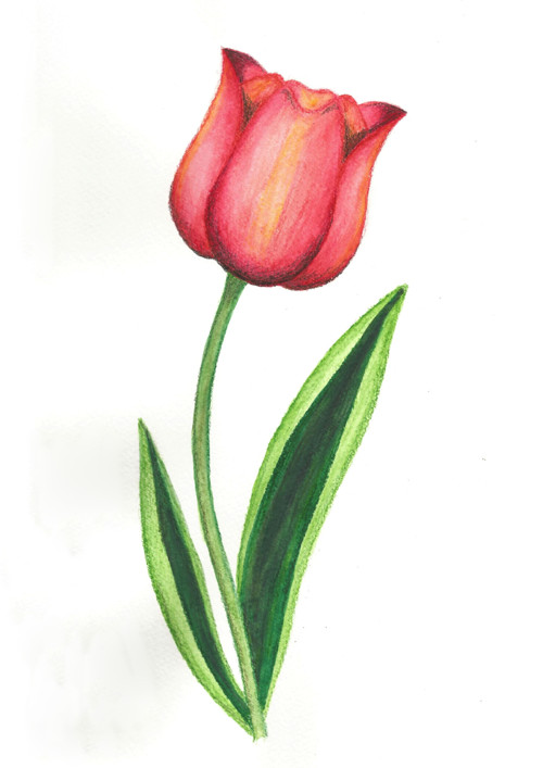Tulipán — foto 2