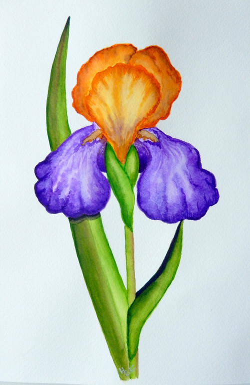 Iris — foto 2