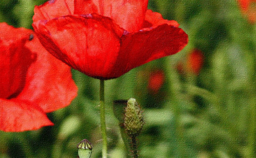 Maky — foto 2
