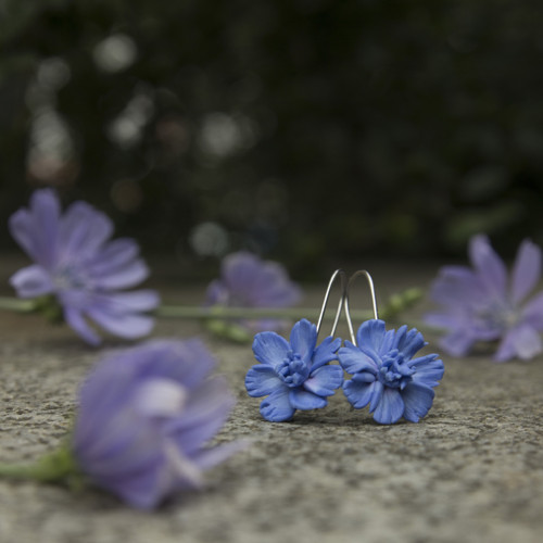 Čekanka obecná 1,6 cm — foto 4