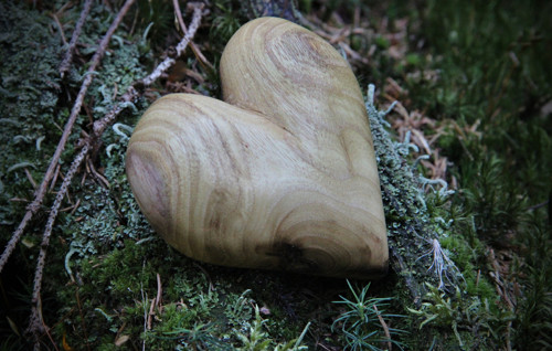 Akátové dlachňadlo — foto 2