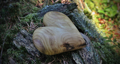 Akátové dlachňadlo — foto 3