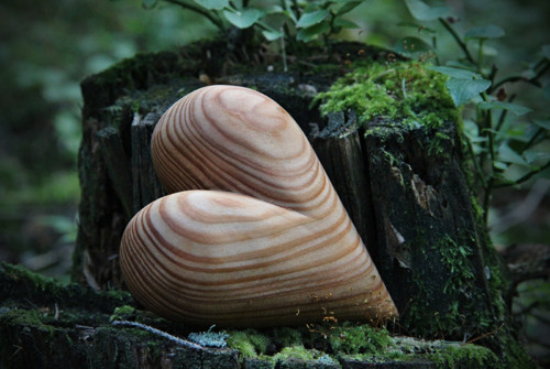 Modřínové dlachňadlo — foto 3