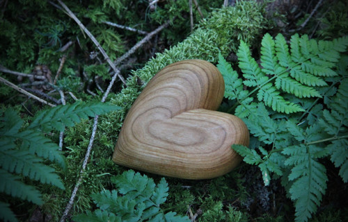 Třešňové dlachňadlo — foto 3