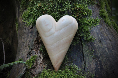 Jasanové dlachňadlo — foto 4