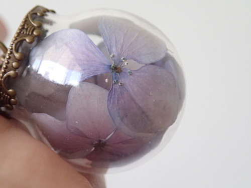 Hortensia blue — foto 2