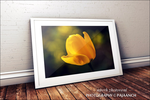 Žlutý tulipán — foto 2