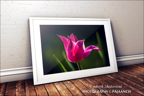 Růžový tulipán — foto 2
