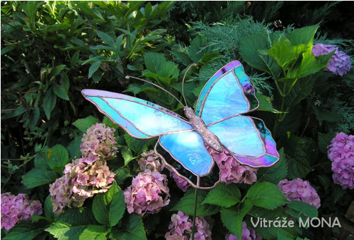 Motýl Morfeus zahradní — foto 2
