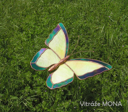 Motýl Morfeus zahradní — foto 5