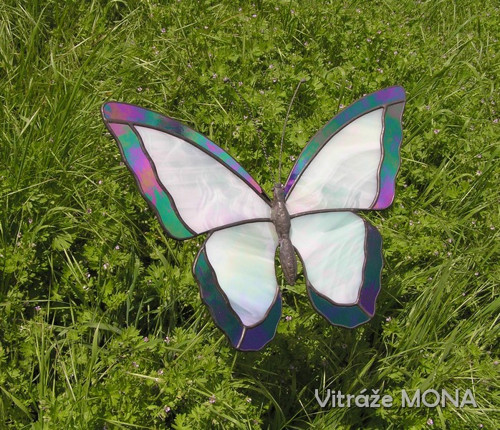 Motýl Morfeus zahradní — foto 6