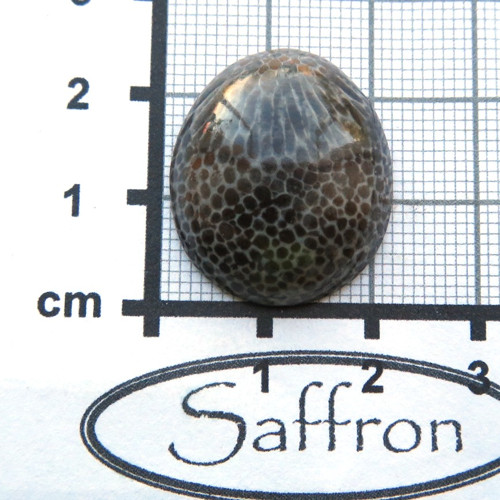 R Bryozoan Kabošon č.1 — foto 2