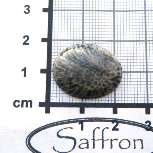 Bryozoan Kabošon č.4 — foto 2