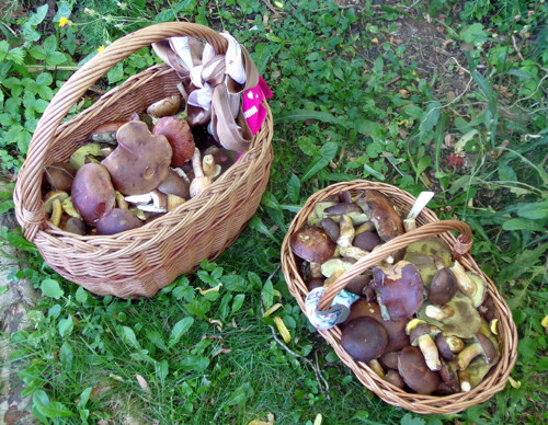 Suchohřib hnědý - sušený, 55 gramů — foto 5