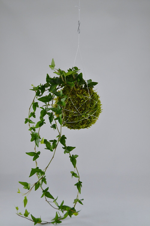 Závěsná kokedama Hedera — foto 2