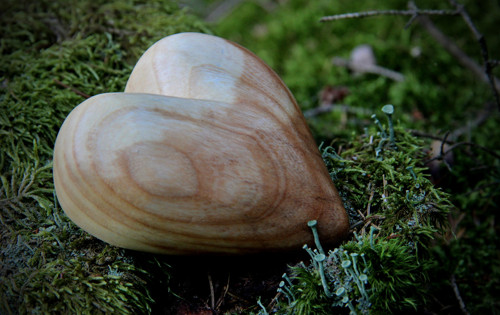 Jasanové dlachňadlo — foto 4