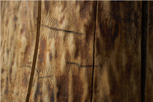 Madera Bruta — foto 5