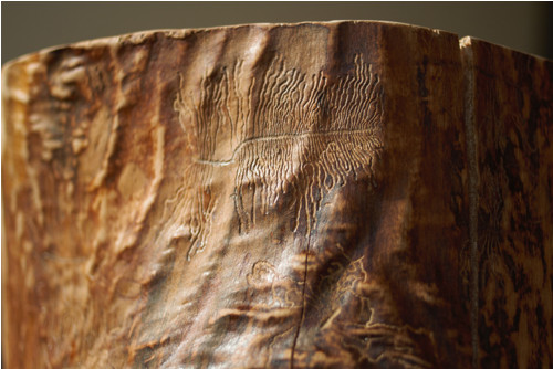 Madera Bruta — foto 6