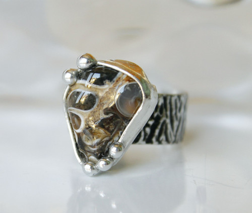 Cobra .. (turritella) — foto 3