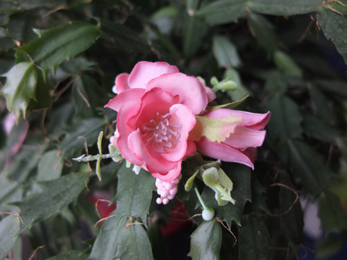 Růžové plané růže na sponečce — foto 2