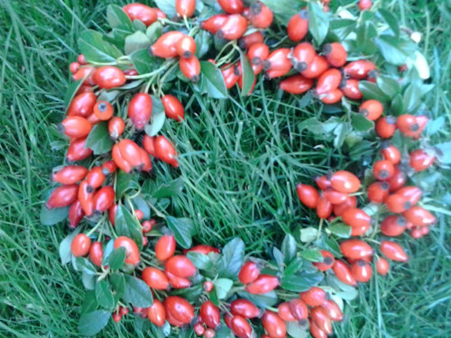 Šípkový — foto 3