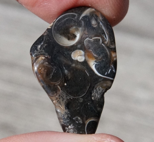 Turritella D6436 — foto 2