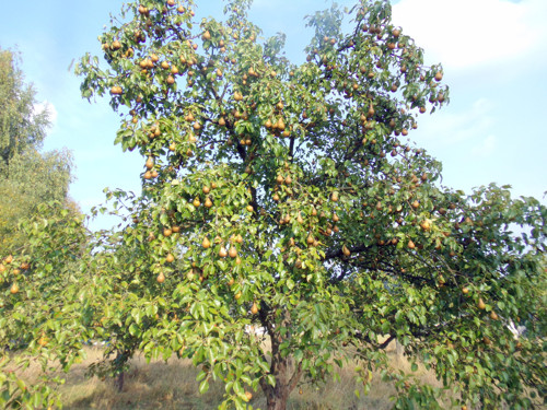 Hruškový džem, 210 gramů — foto 2