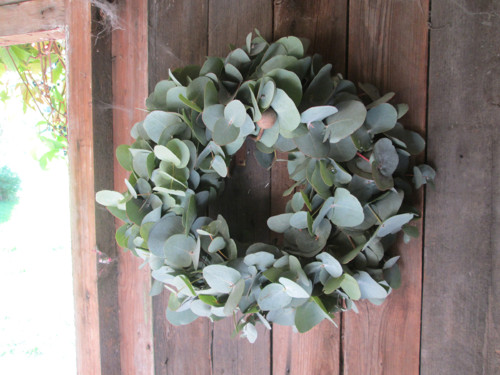 Eucalyptový — foto 2