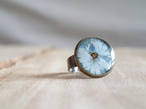 Hortensia blue — foto 4