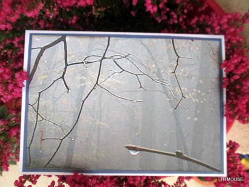 Teardrop — foto 2