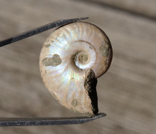 Perleťový amonit D6827 — foto 2