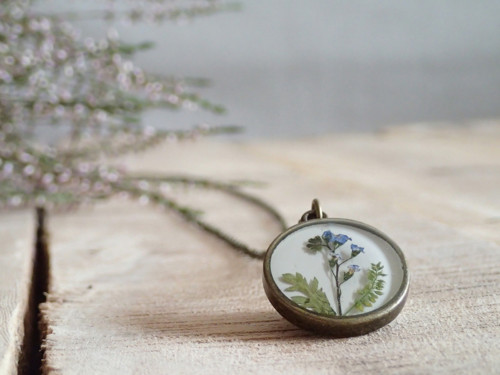 Myosotis — foto 3