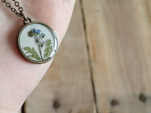 Myosotis — foto 4