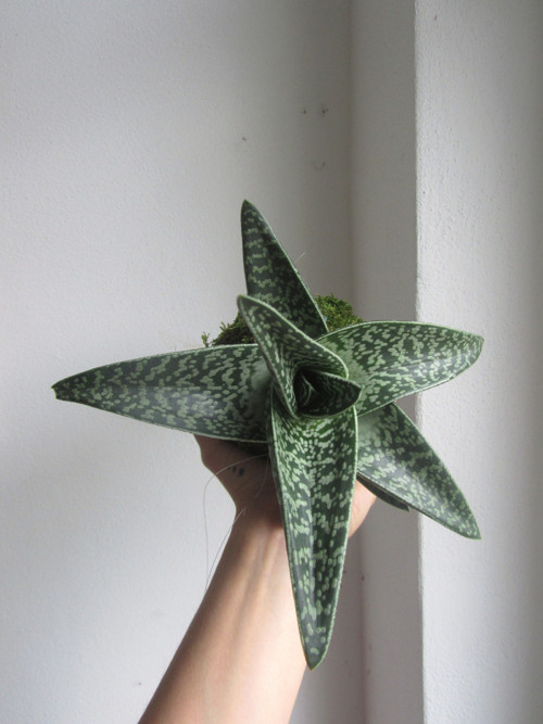 Závěsná kokedama Aloe — foto 2