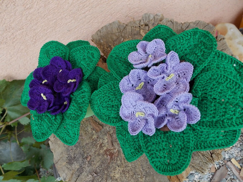 Africká fialka — foto 2