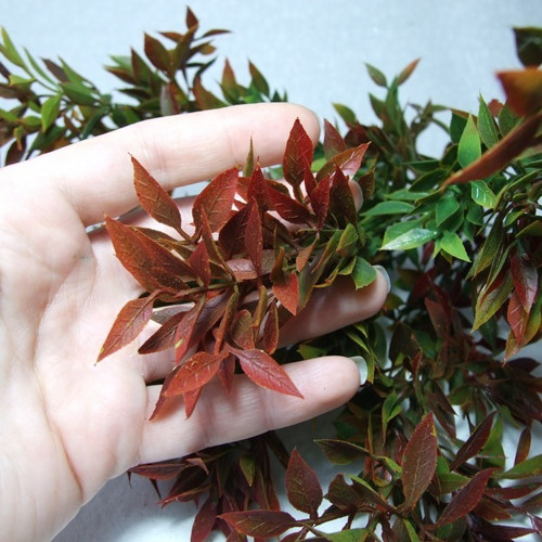 Větvička Ruscus — foto 3