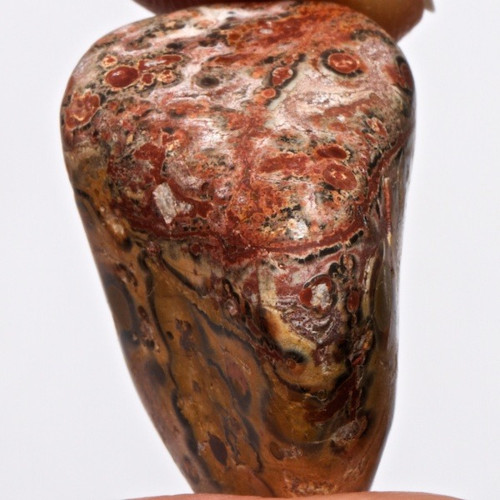 Jaspis leopardí — foto 2