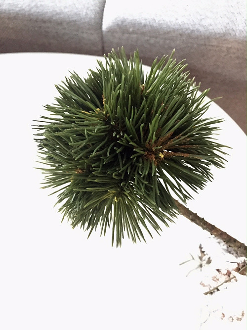 Dekorace PINO — foto 6