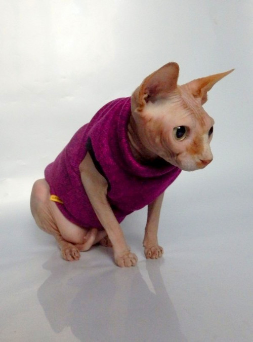 Svetr pro sphynxe — foto 2