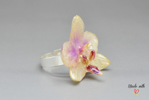 Phalaenopsis malá PRSTÝNEK — foto 3