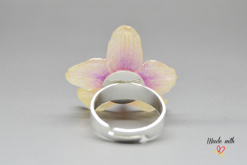 Phalaenopsis malá PRSTÝNEK — foto 4