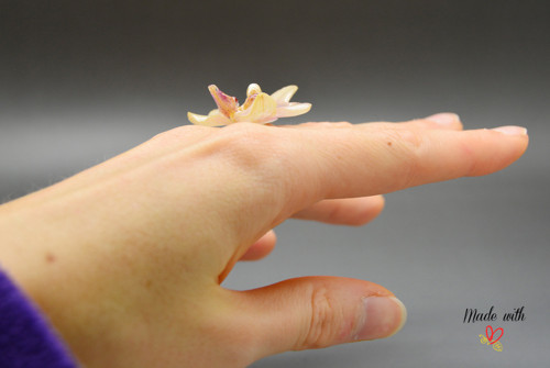 Phalaenopsis malá PRSTÝNEK — foto 5