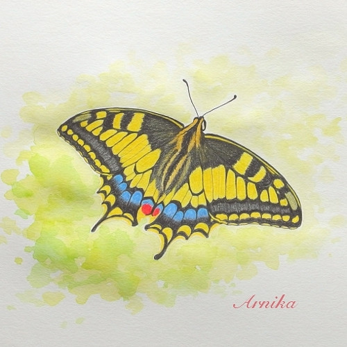 Butterfly II — foto 2