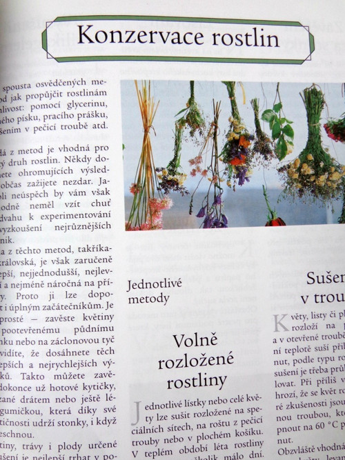 Suché květiny — foto 3