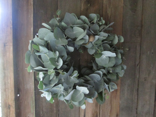 Eucalyptový — foto 2