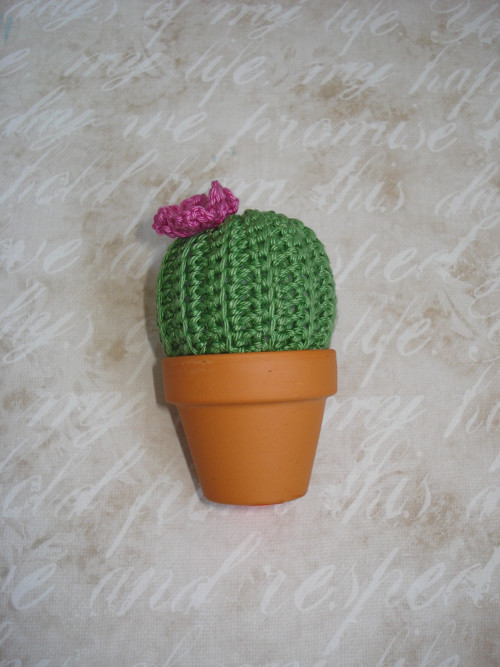 Kaktus little princess — foto 3
