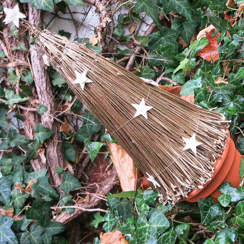 Stromeček-Zlatý hvězdičkový — foto 2