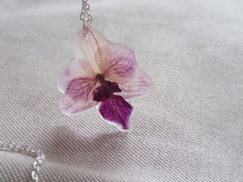 Orchidea — foto 2